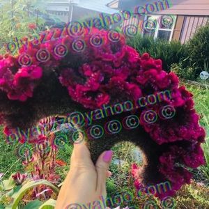 GIANT COCKSCOMB CELOSIA SEEDS. More than 200-300 fresh seeds Approx.